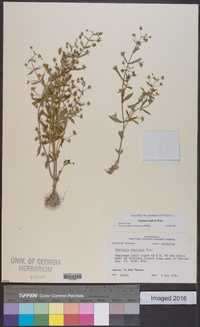 Gratiola neglecta image