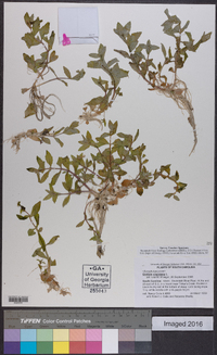 Gratiola virginiana image