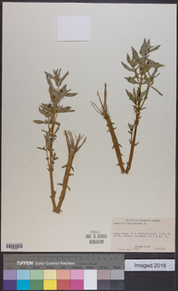 Gratiola virginiana image