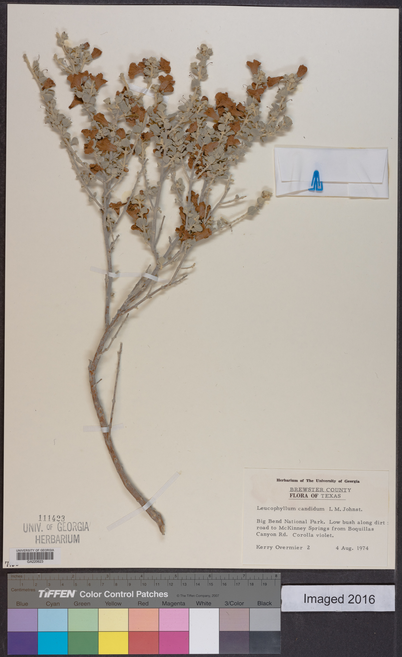 Leucophyllum candidum image