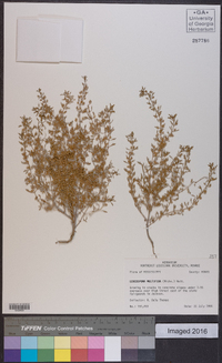 Leucospora multifida image