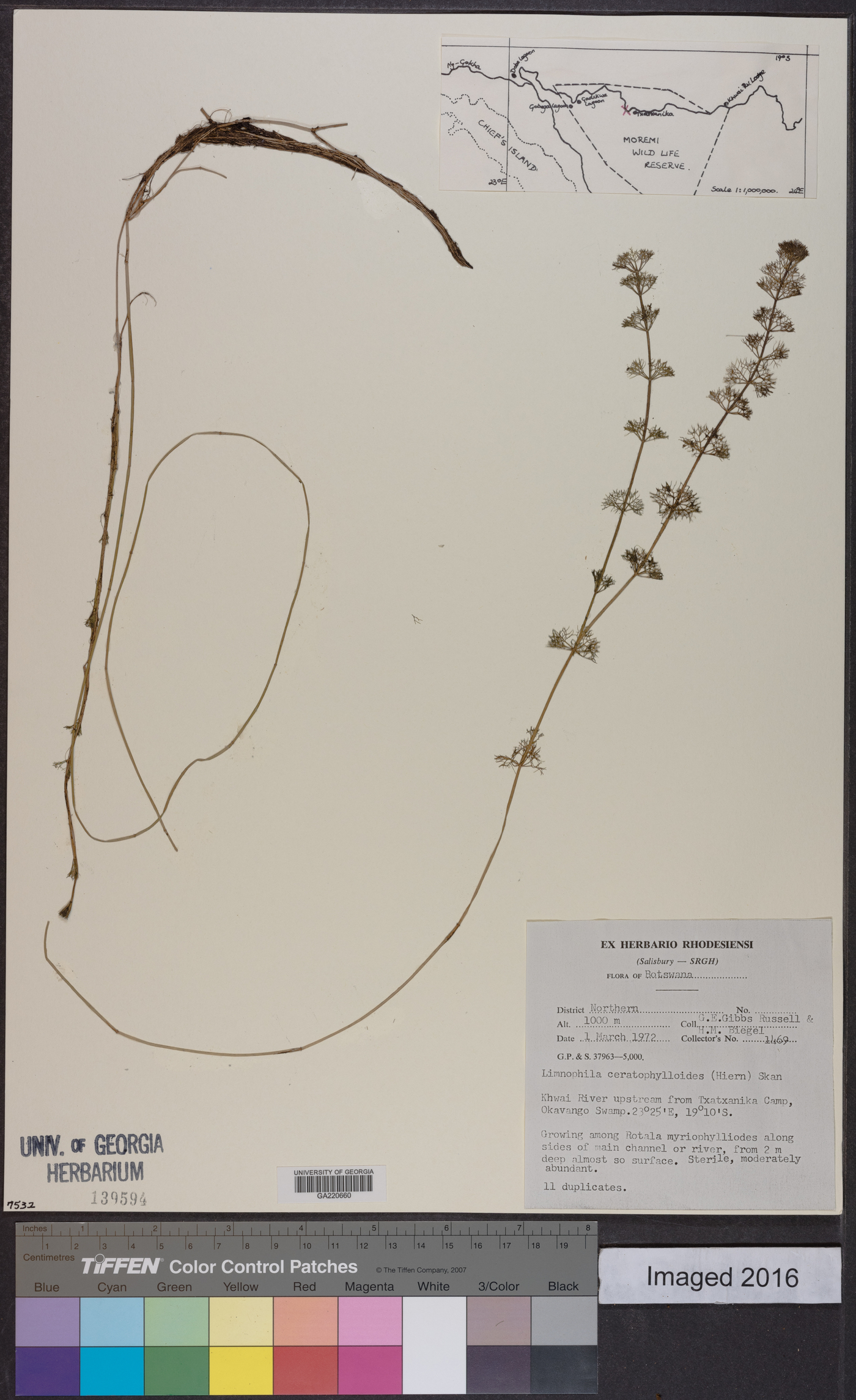 Limnophila ceratophylloides image