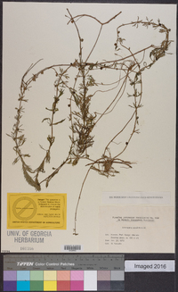 Limnophila sessiliflora image