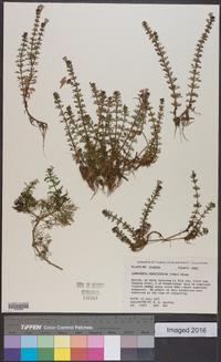 Limnophila sessiliflora image