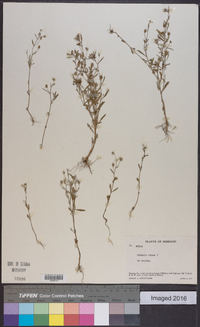 Linaria minor image