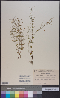 Lindernia dubia var. anagallidea image