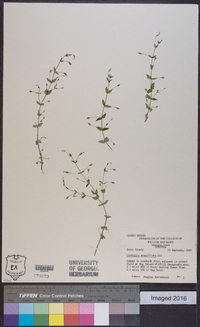 Lindernia dubia var. anagallidea image