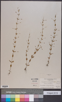 Lindernia dubia var. anagallidea image