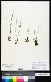 Lindernia monticola image