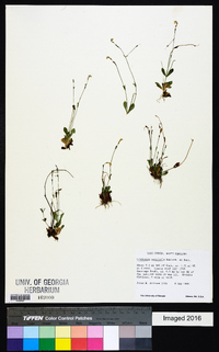 Lindernia monticola image