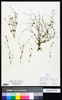 Lindernia monticola image