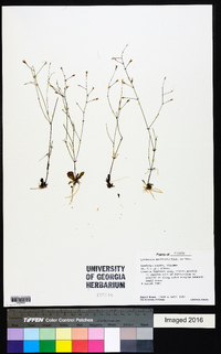 Lindernia monticola image