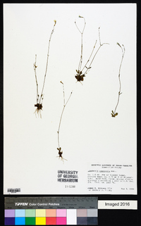 Lindernia monticola image