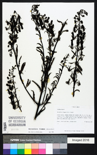 Macranthera flammea image