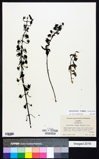 Macranthera flammea image