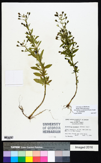 Mecardonia acuminata var. acuminata image