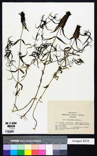 Melampyrum cristatum image