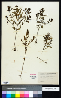 Melampyrum lineare image