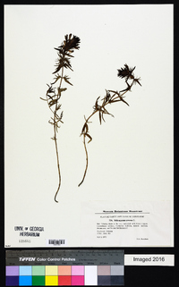 Melampyrum arvense image