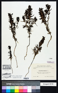 Media resource of Melampyrum barbatum