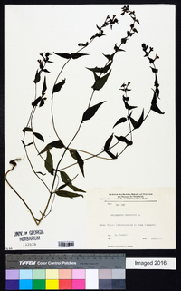 Melampyrum nemorosum image