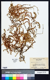 Micranthemum umbrosum image