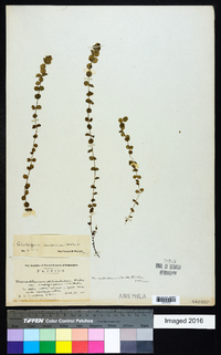 Micranthemum umbrosum image