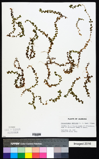 Micranthemum umbrosum image