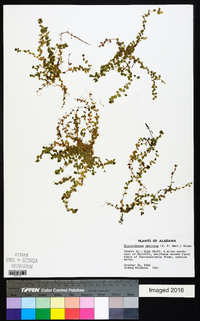 Micranthemum umbrosum image