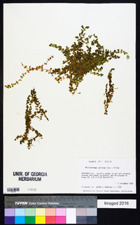 Micranthemum umbrosum image