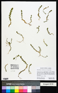 Micranthemum umbrosum image