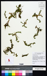 Micranthemum umbrosum image