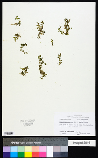 Micranthemum umbrosum image