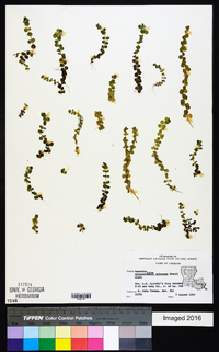 Micranthemum umbrosum image