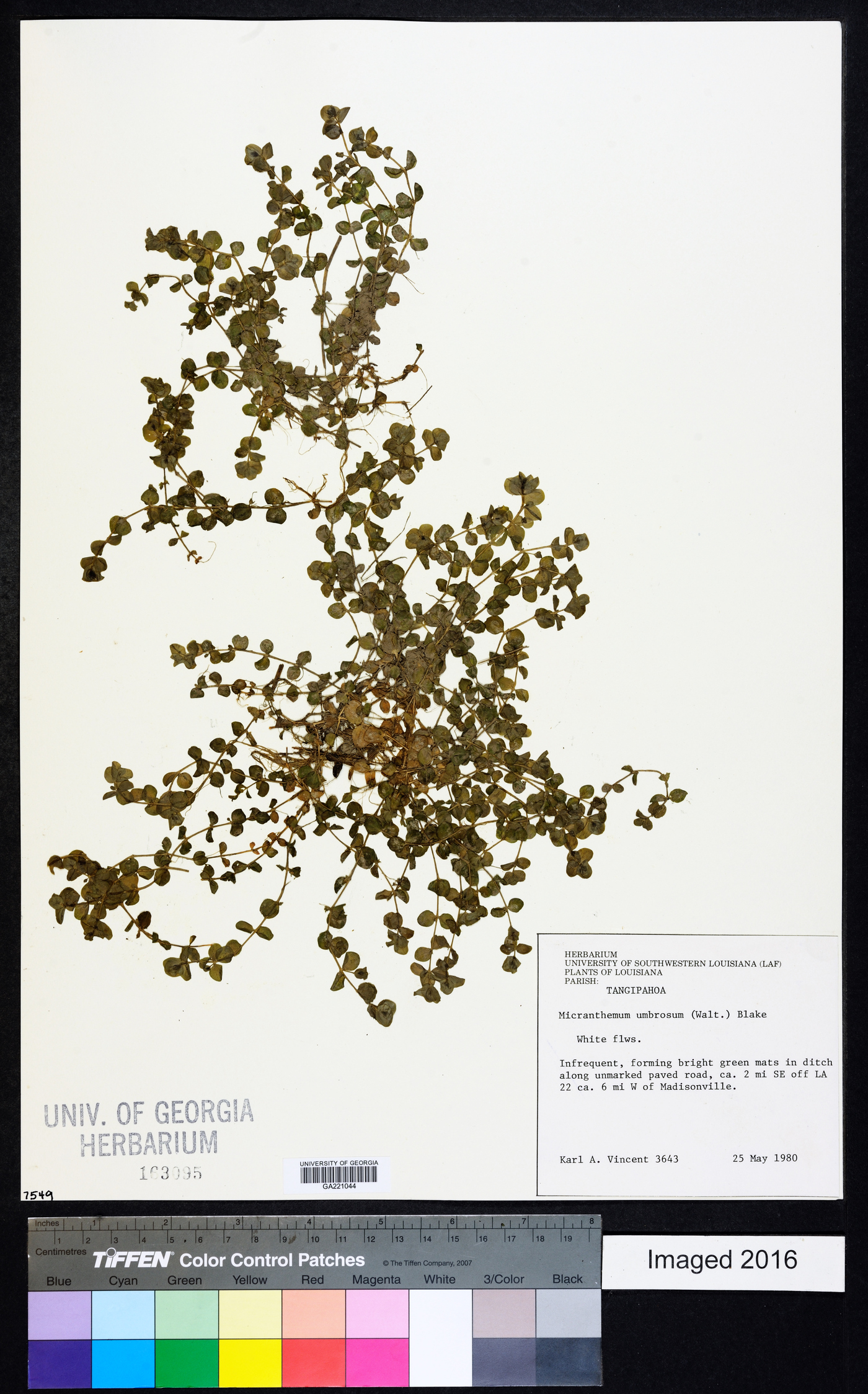 Micranthemum umbrosum image