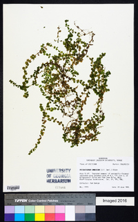 Micranthemum umbrosum image