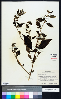 Mimulus alatus image