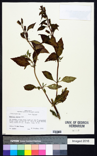 Mimulus alatus image