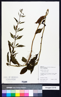 Mimulus alatus image