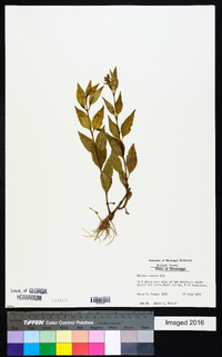 Mimulus alatus image