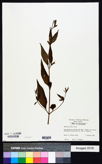 Mimulus alatus image