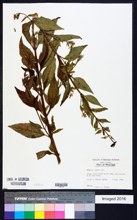 Mimulus alatus image