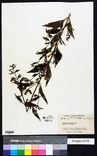 Mimulus alatus image