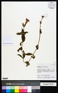 Erythranthe lewisii image