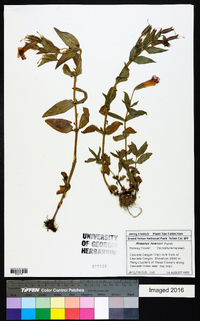 Erythranthe lewisii image