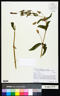 Erythranthe lewisii image