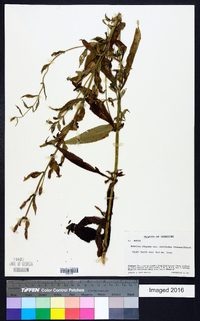 Mimulus ringens var. ringens image