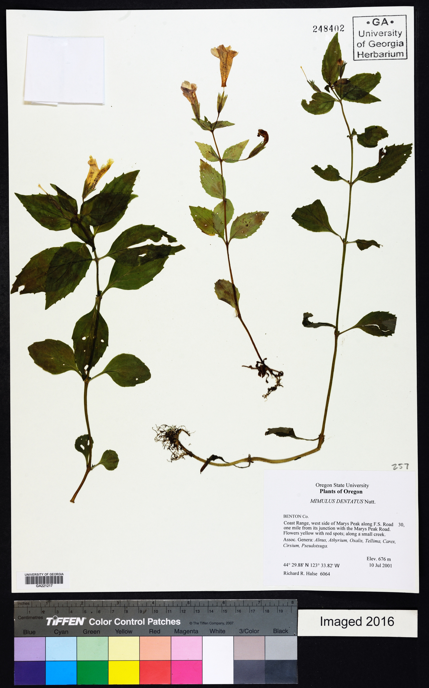 Erythranthe moniliformis image