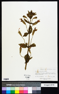 Erythranthe cardinalis image