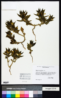 Mohavea breviflora image